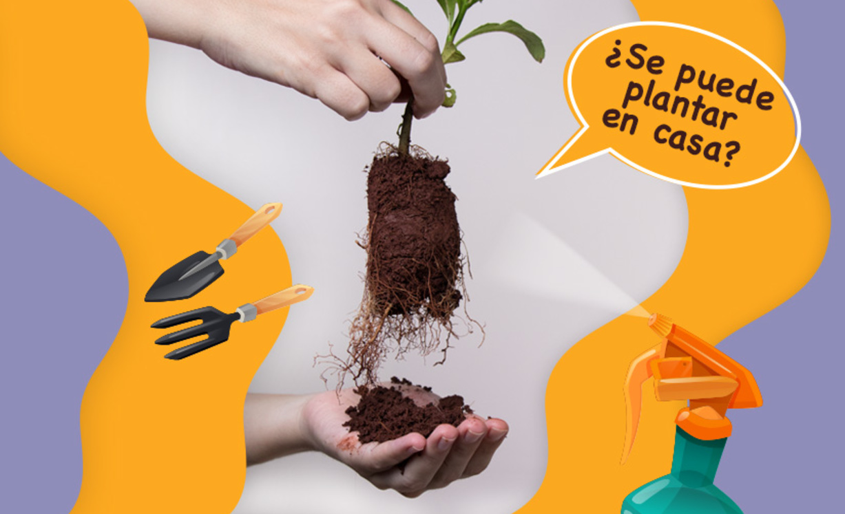 Imagen de La planta de la yerba mate, &iquest;se puede plantar en casa?