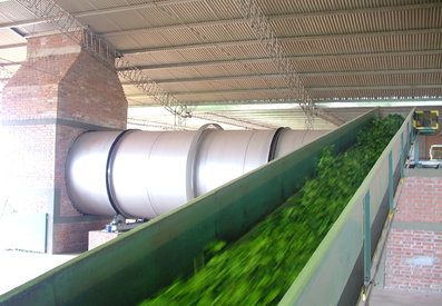 The conveyors carry the leaves to be grinded.