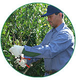 hombre cosechando hojas de yerba mate con tijera