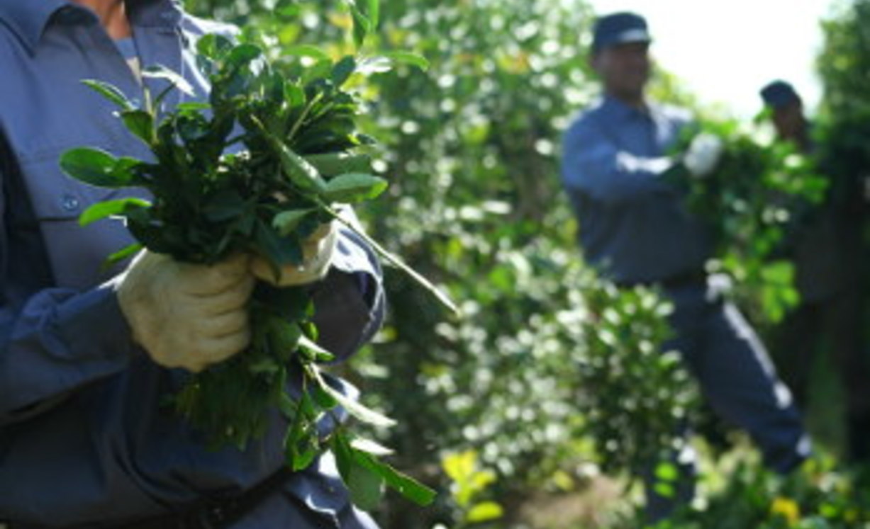 Image of As&iacute; se produce la yerba para tus mates