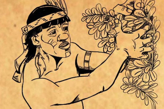 Image of ¿Cómo elaboraban y producían la Yerba Mate los guaraníes? (Primera parte)