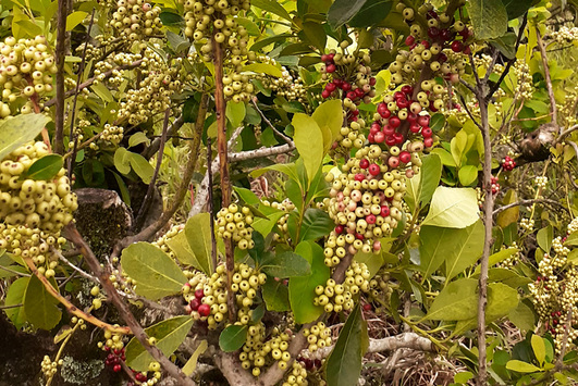 Image of Los frutos de la yerba mate, ¿son comestibles? Image of Los frutos de la yerba mate, ¿son comestibles?