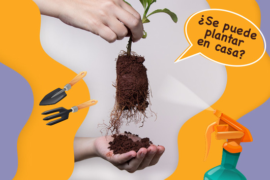 Image of La planta de la yerba mate, ¿se puede plantar en casa?